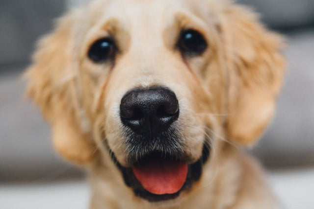 Is Your Dog Making You Feel "Ruff"?