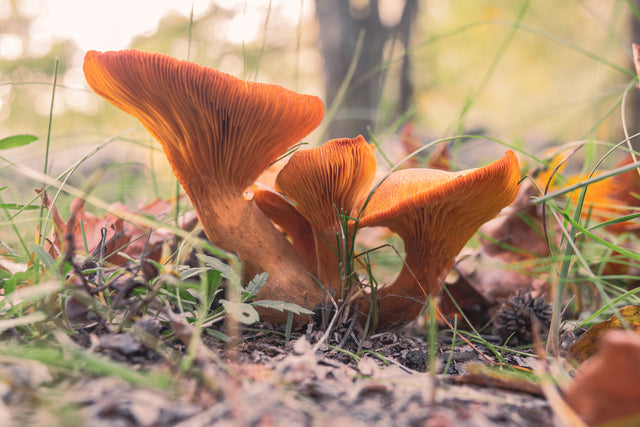Fungi: Could We be The Last of Us?