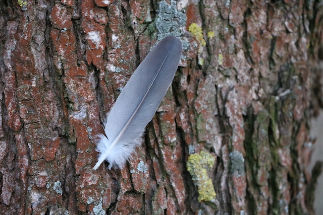 How To Sanitize Feathers