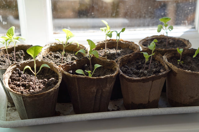 10 Eco-Friendly Habits to Start Today