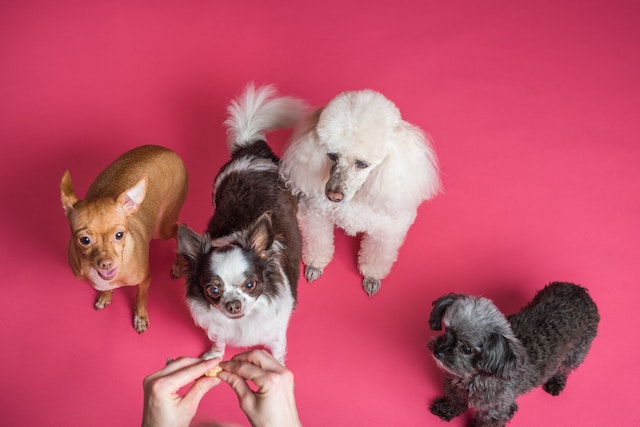 Disinfectant For Dogs