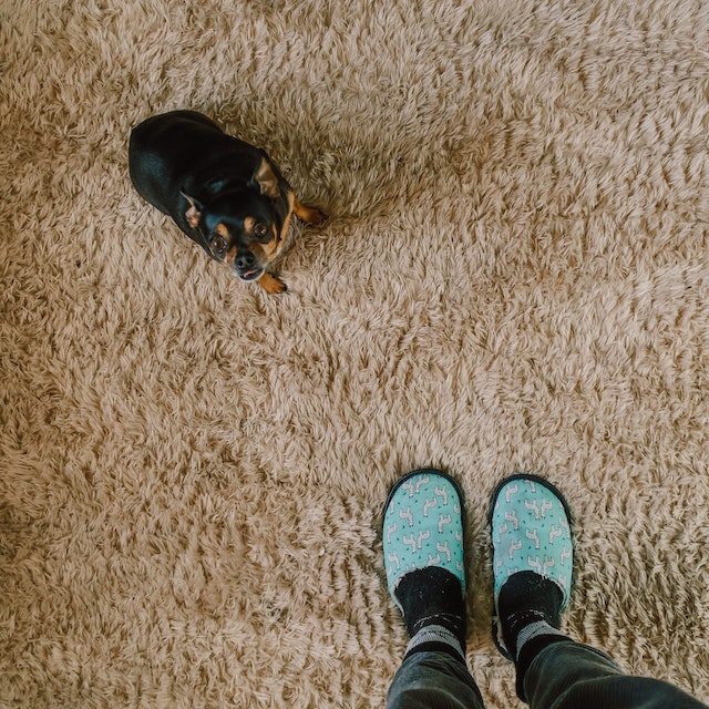 How To Sanitize Carpet